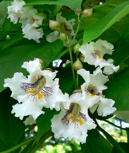{Catalpa speciosa}